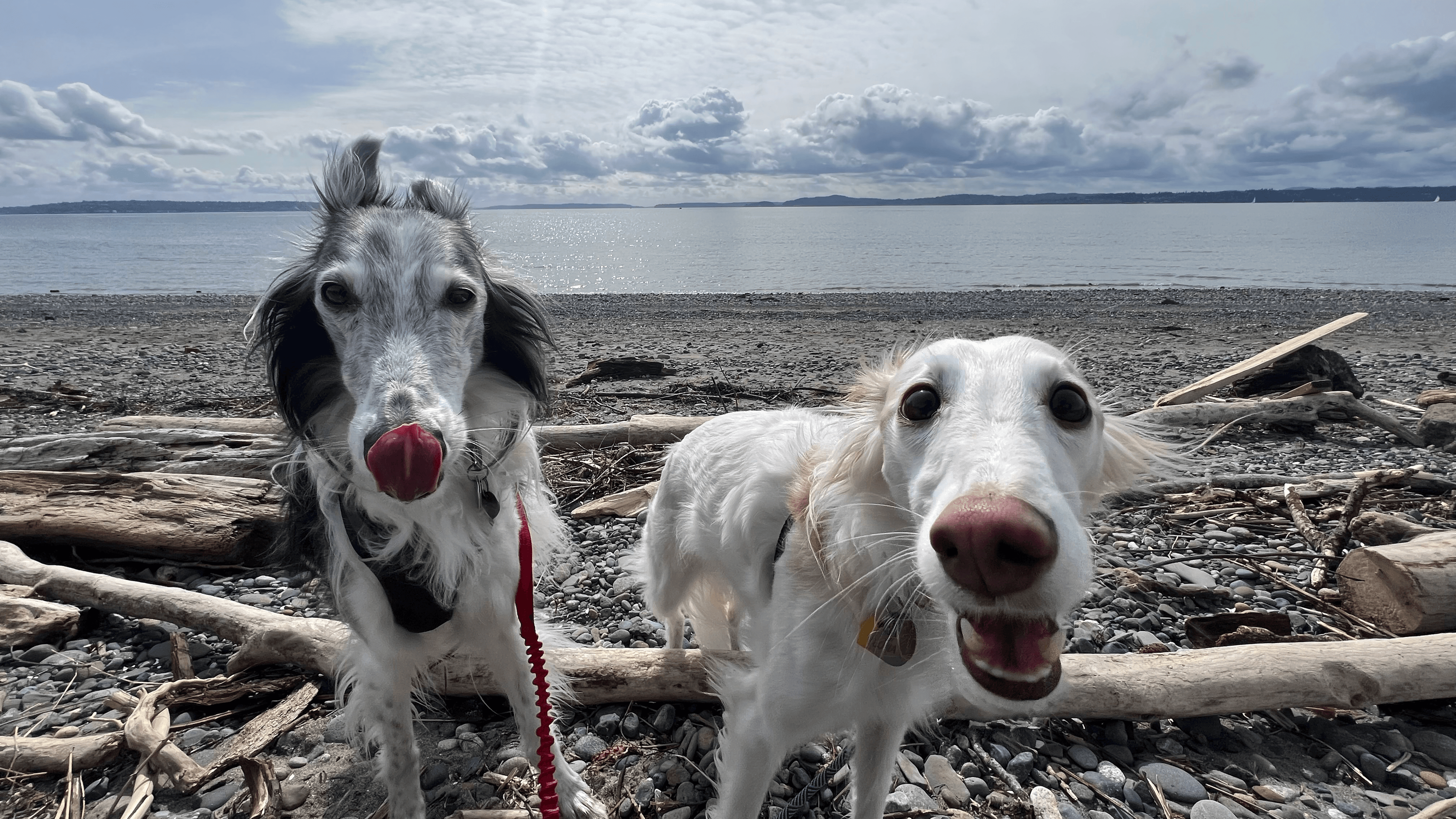 Photo of my silken windhound doggies